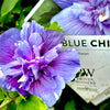 Blue Chiffon® Hibiscus 'Rose of Sharon' -3 Gallon