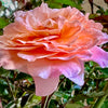 Apricot Drift® Rose
