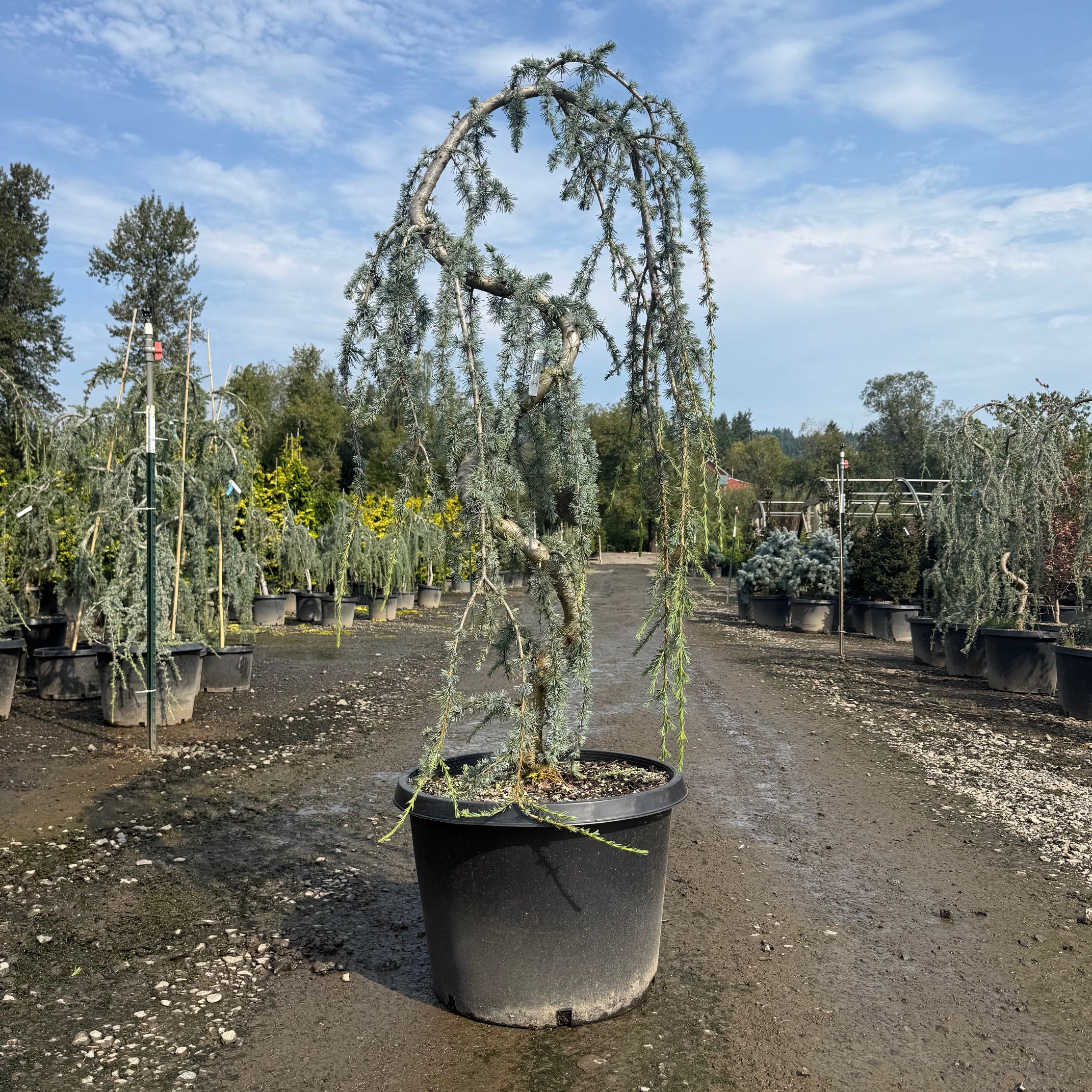 Weeping Blue Atlas Cedar- 20 Gallon- 5-6 Foot Tall