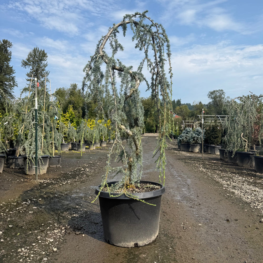 Weeping Blue Atlas Cedar- 20 Gallon- 5-6 Foot Tall