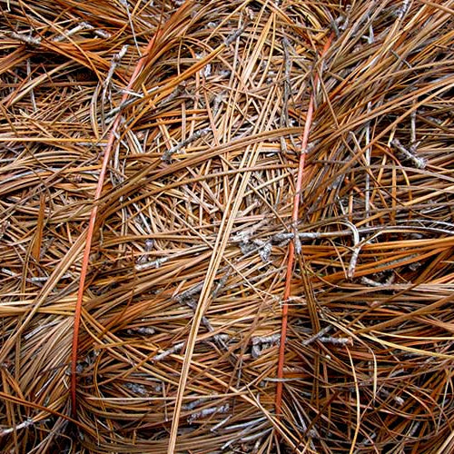 North Carolina Longleaf Premium Pine Needles