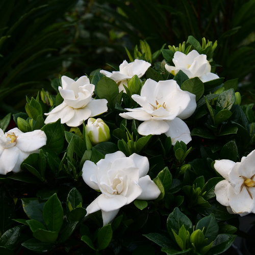 Steady as She Goes® Gardenia