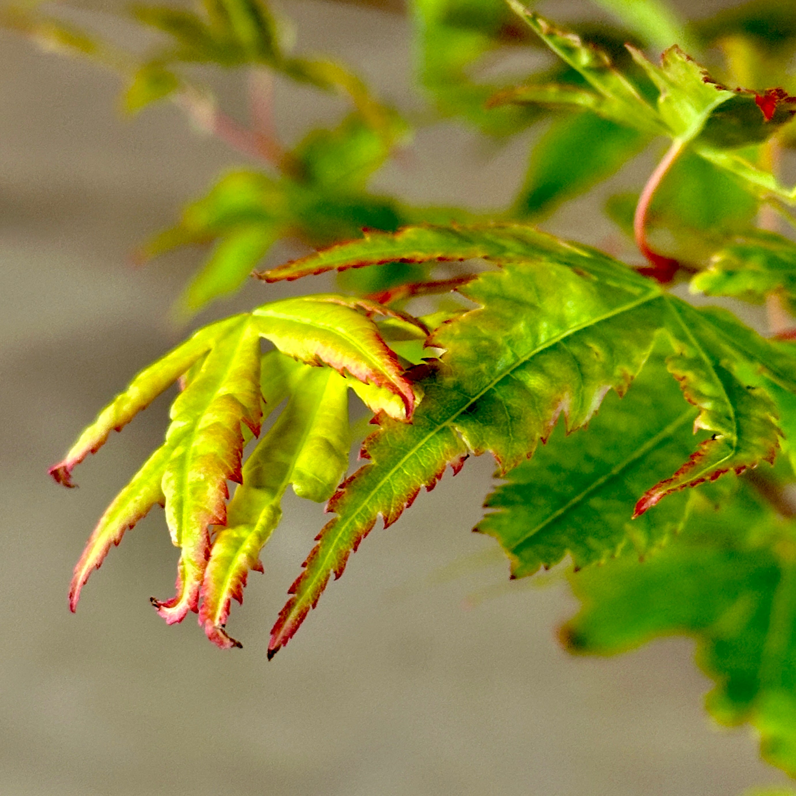 Winter Red Japanese Maple 3-4ft