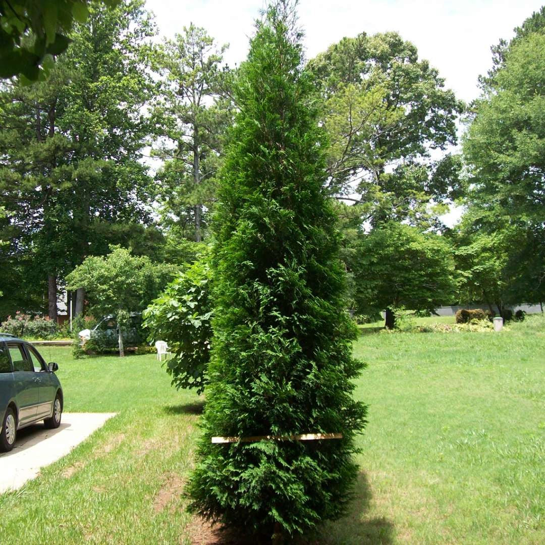 FULL SPEED A HEDGE® American Pillar Arborvitae