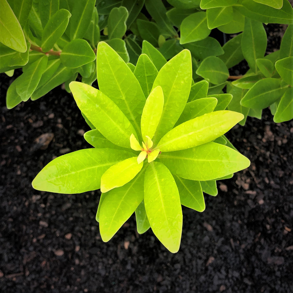 Florida Sunshine Anise