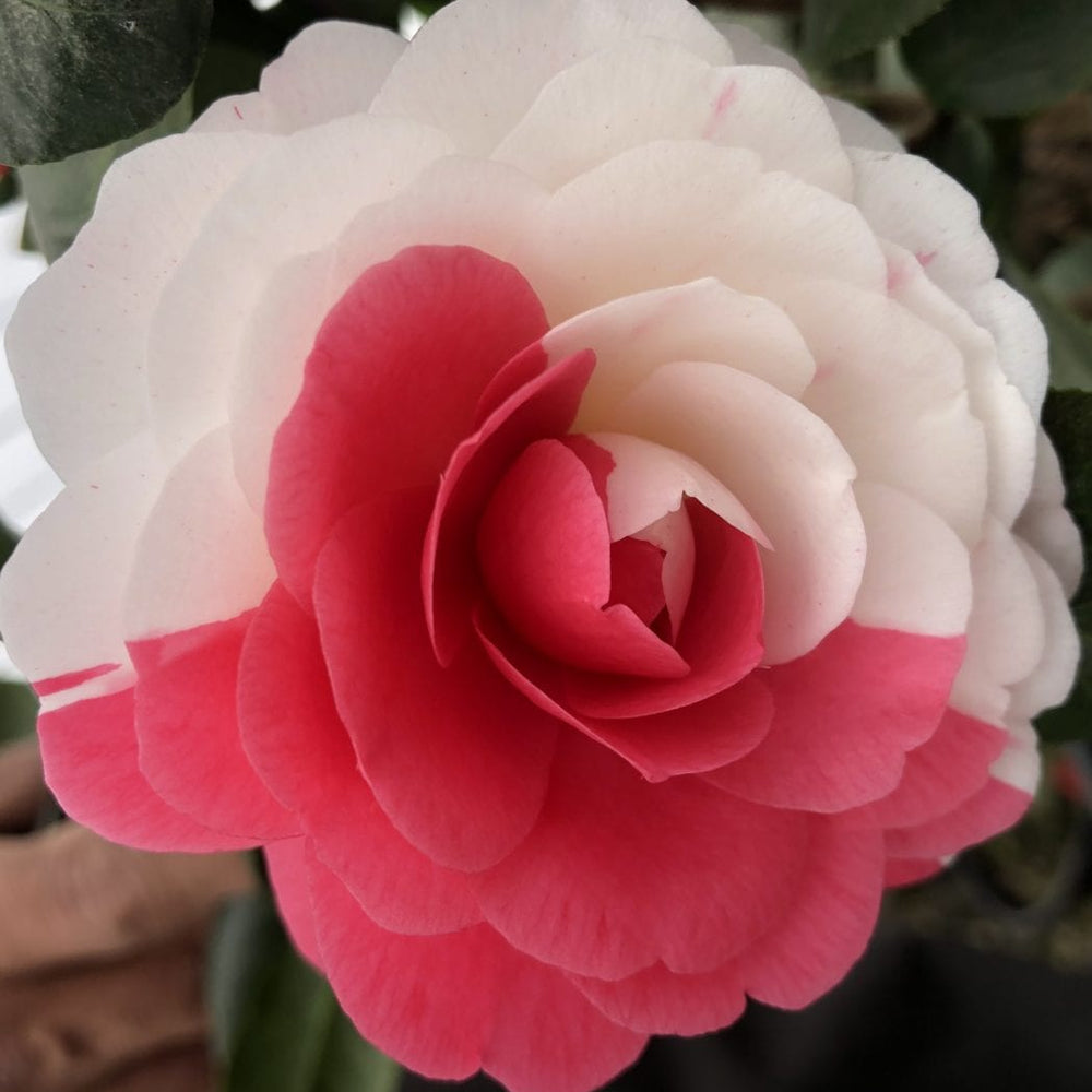 April Dawn Camellia