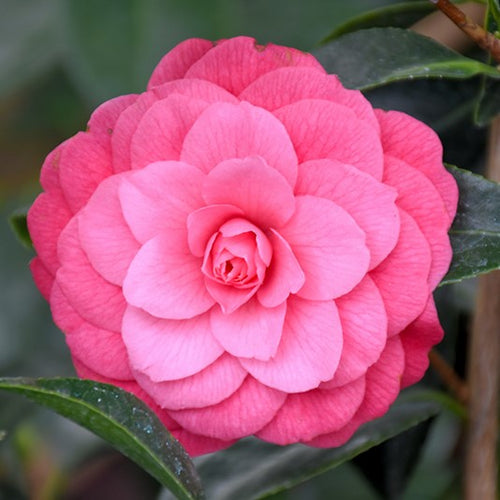 April Rose Camellia