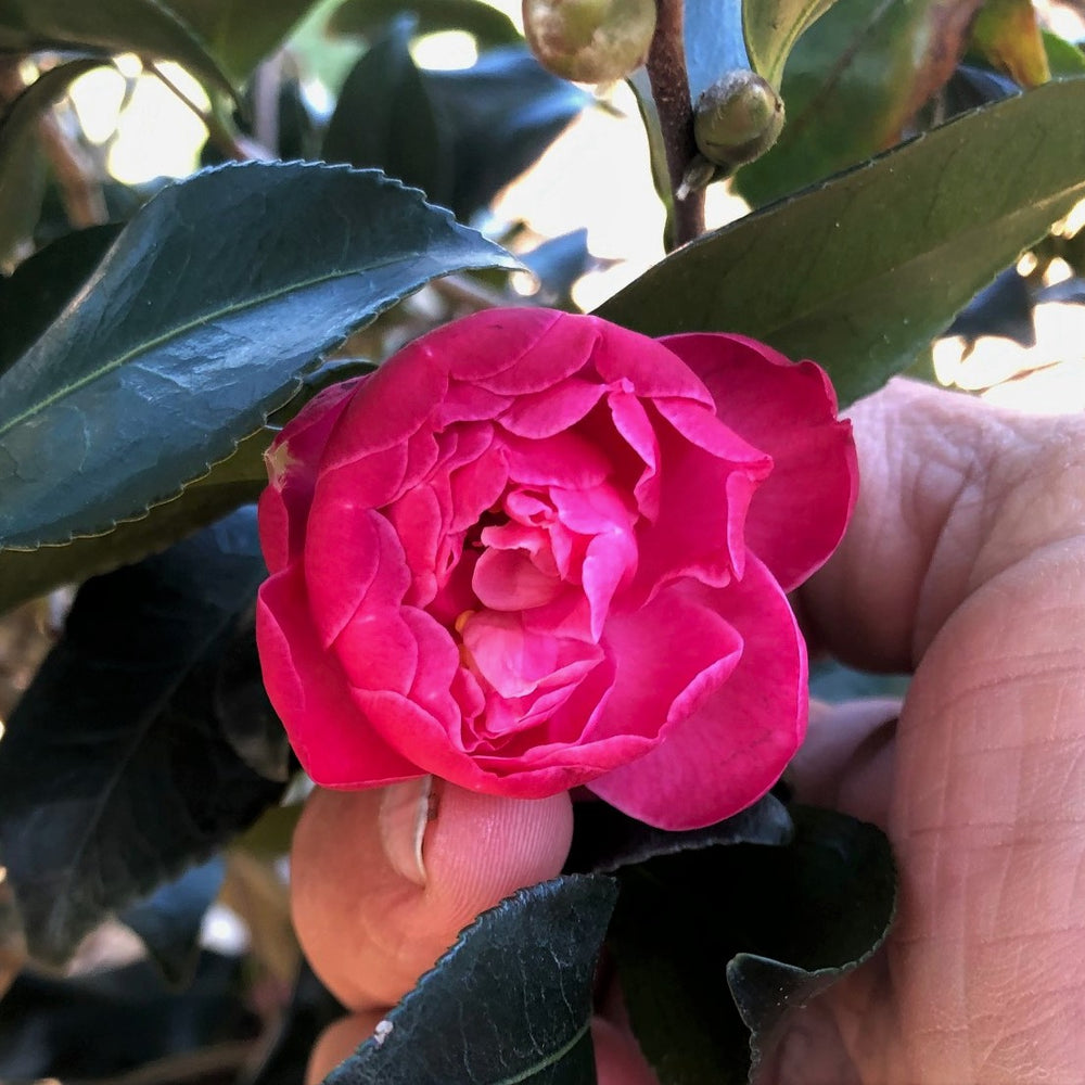 Autumn Spirit Camellia