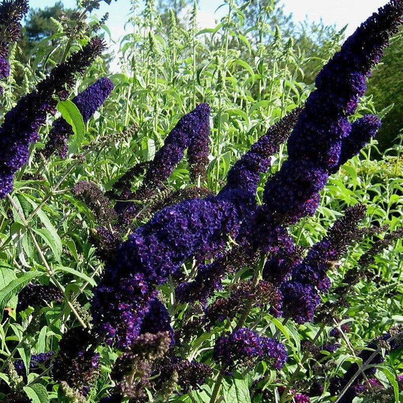 Black Knight Butterfly Bush