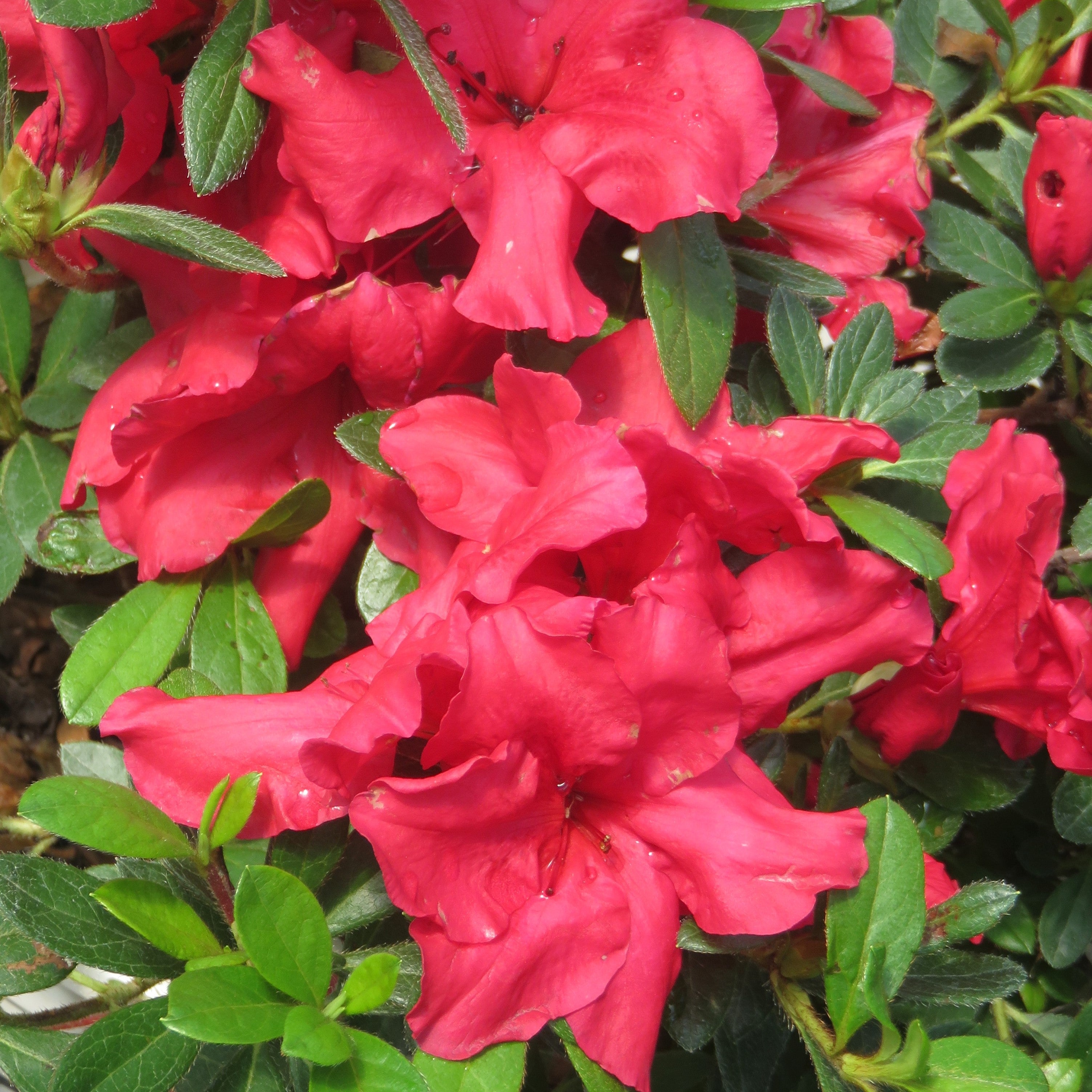 PERFECTO MUNDO® Red Azalea