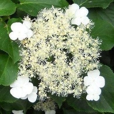 Climbing Hydrangea Vine