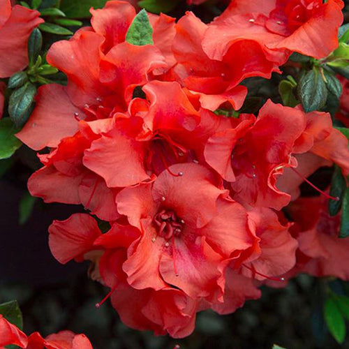 Bloom-A-Thon® Coral Amazement™ Azalea