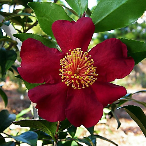 October Magic® Crimson N’ Clover™ Camellia