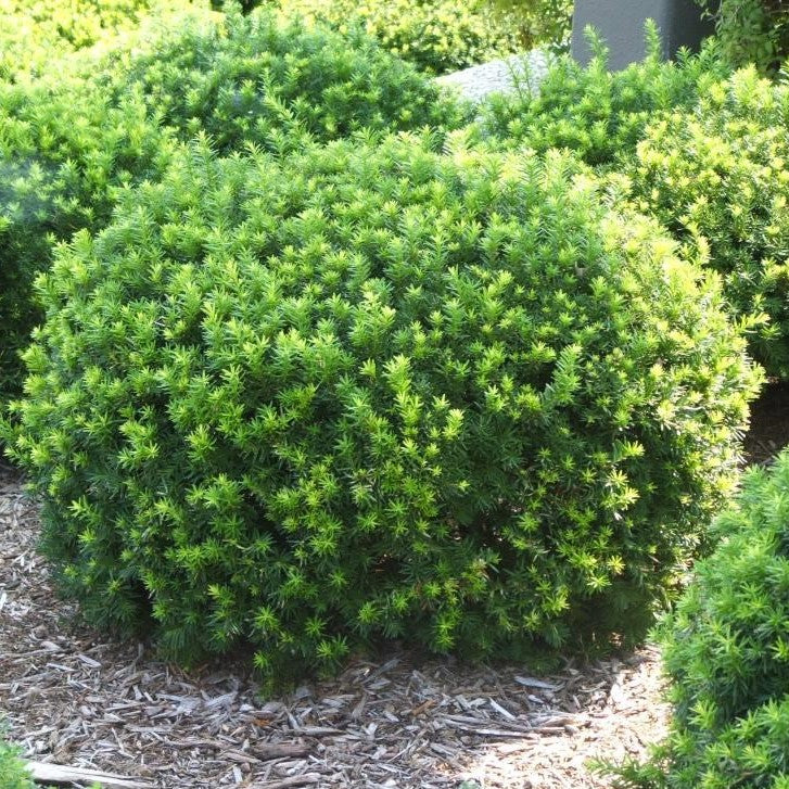 Dense Spreading Yew