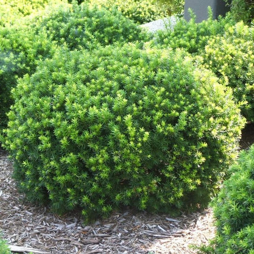 Dense Spreading Yew