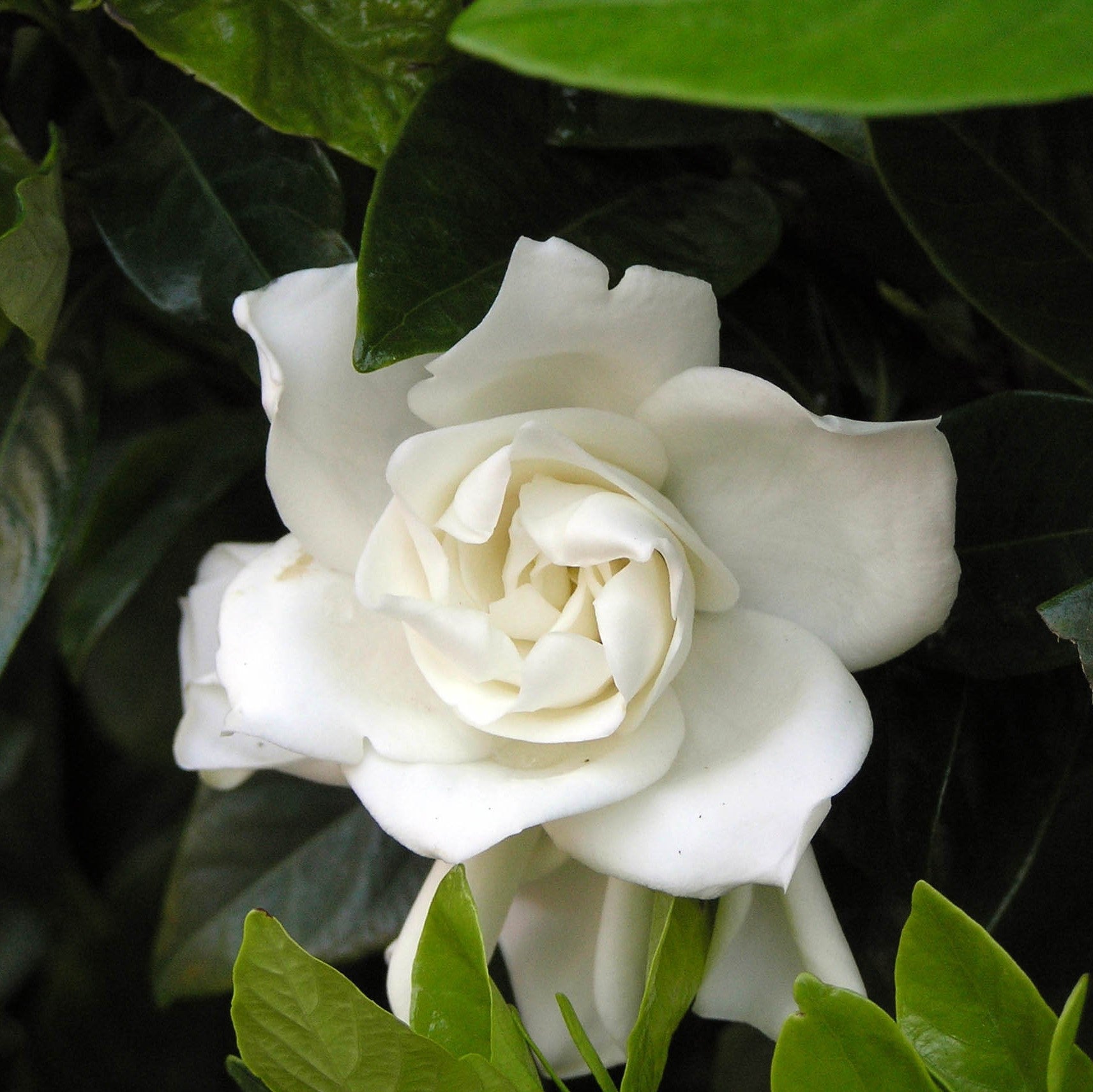 Double Mint Gardenia