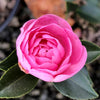 Dream Weaver Camellia
