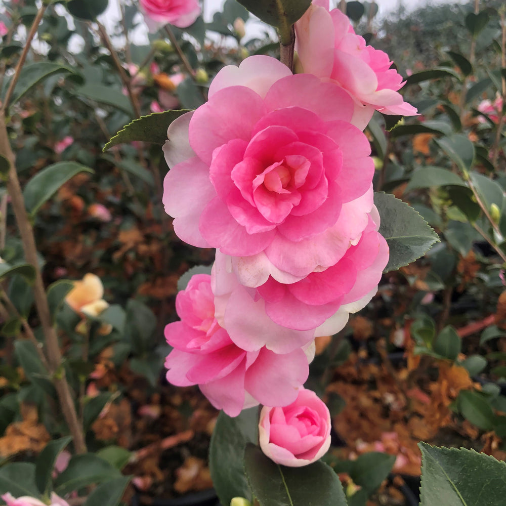 Dream Weaver Camellia