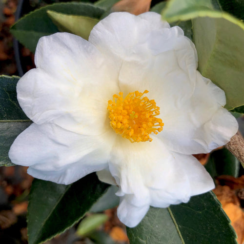 Elaine Lee Camellia