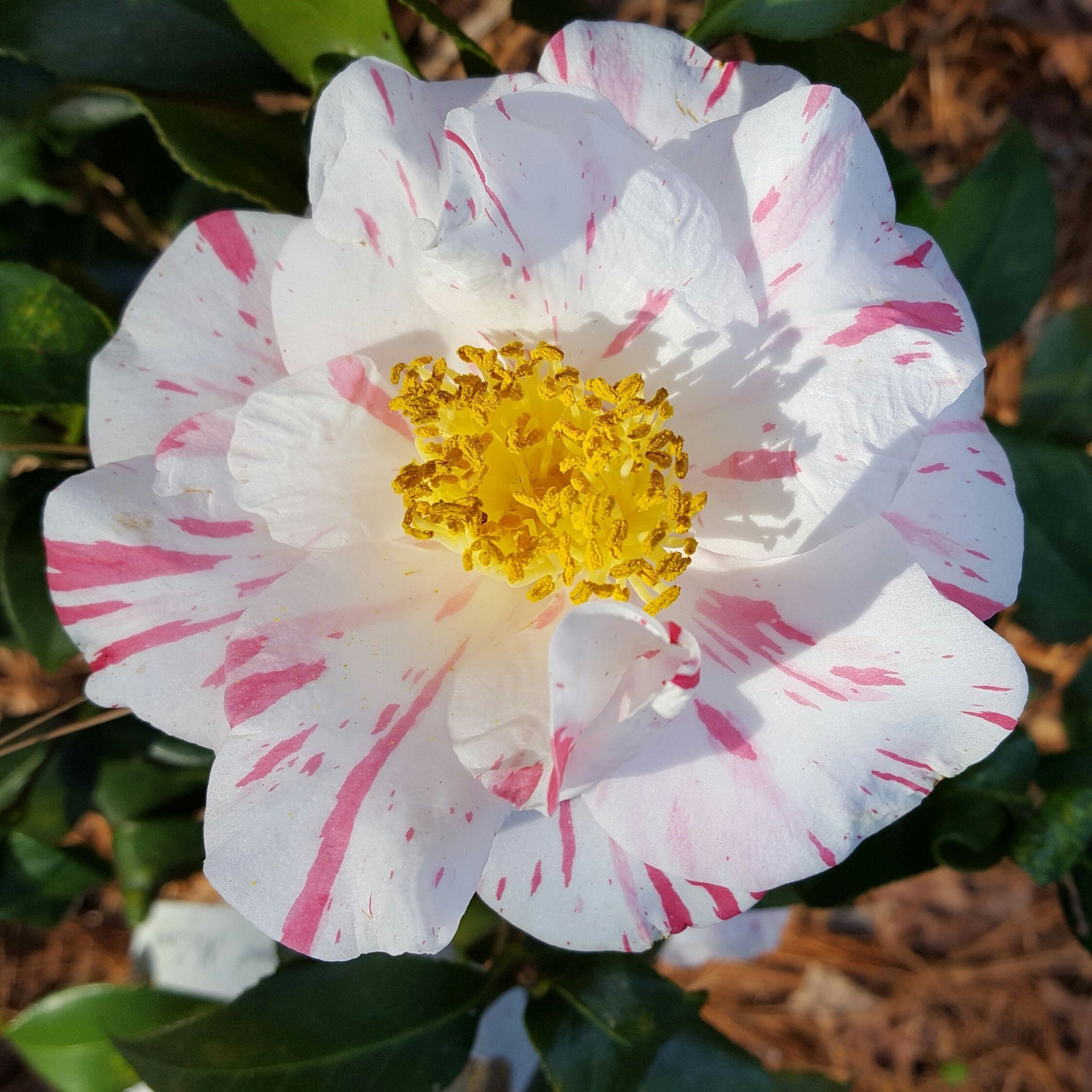 Eleanor McCown Camellia