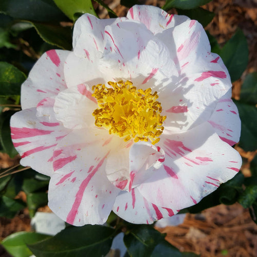 Eleanor McCown Camellia