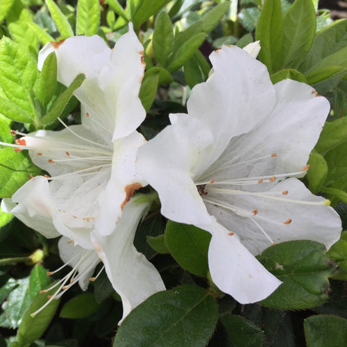 Autumn Ivory® Encore Azalea