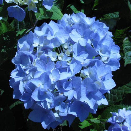 Endless Summer® Hydrangea