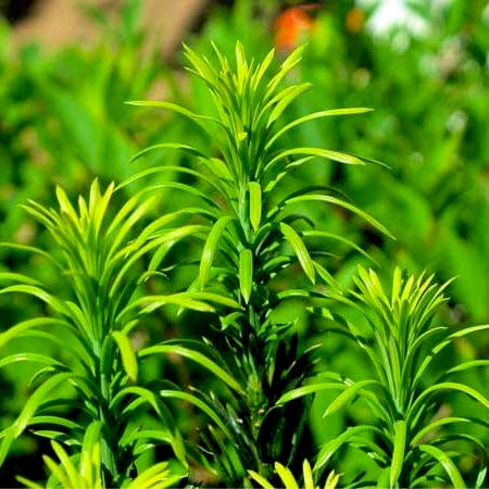 Fastigiata Plum Yew