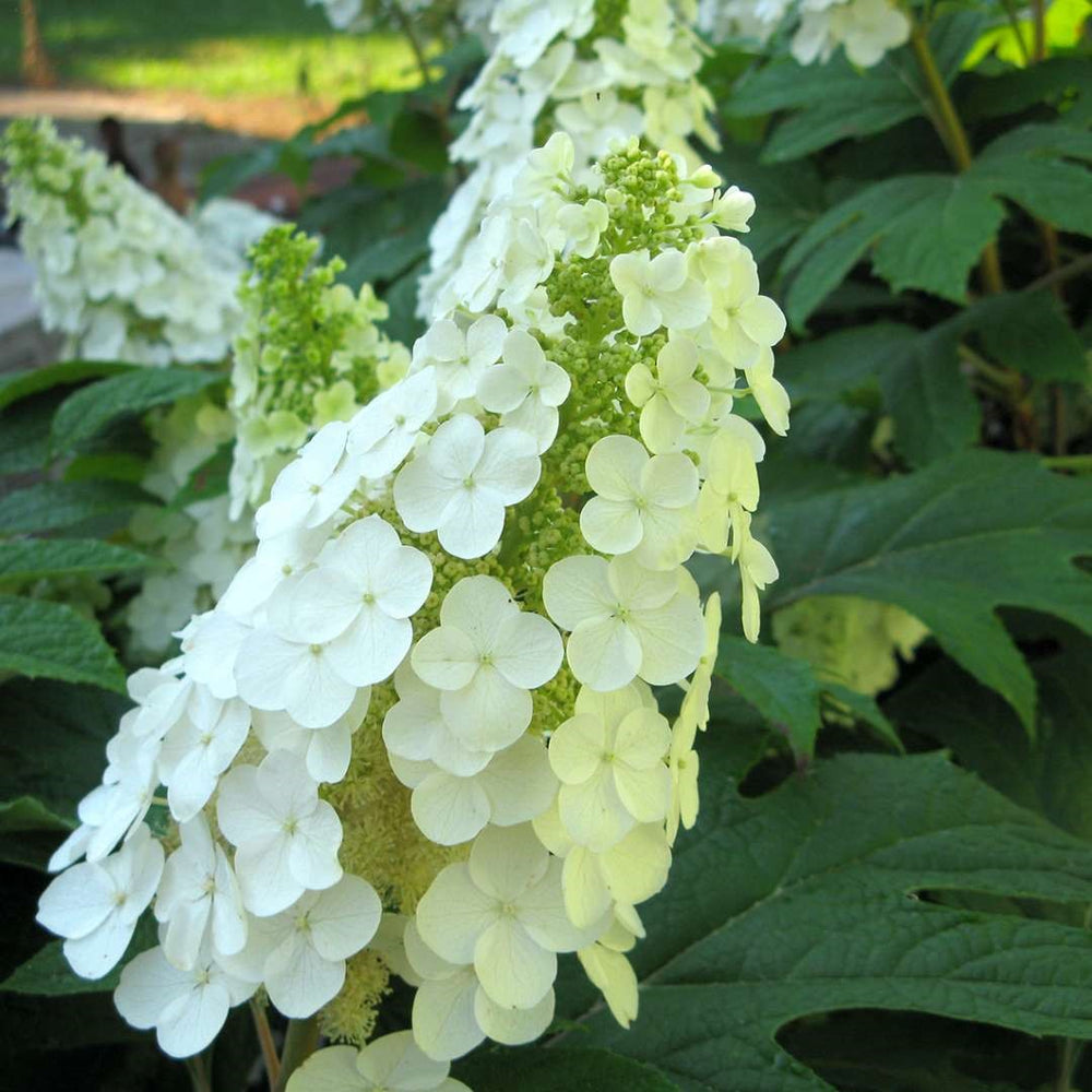 Gatsby Gal® Hydrangea - 3 Gallon