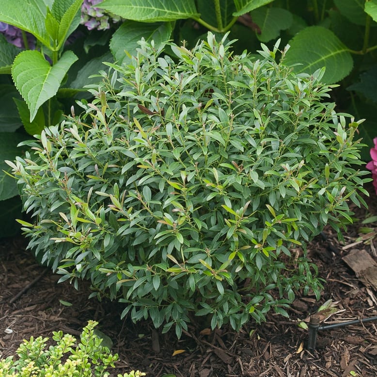 Gem Box® Inkberry Holly