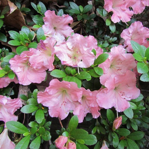 Gumpo Pink Azalea