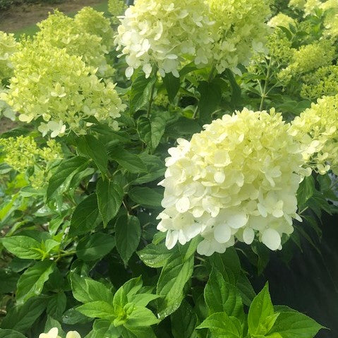 Little Lime Hydrangea