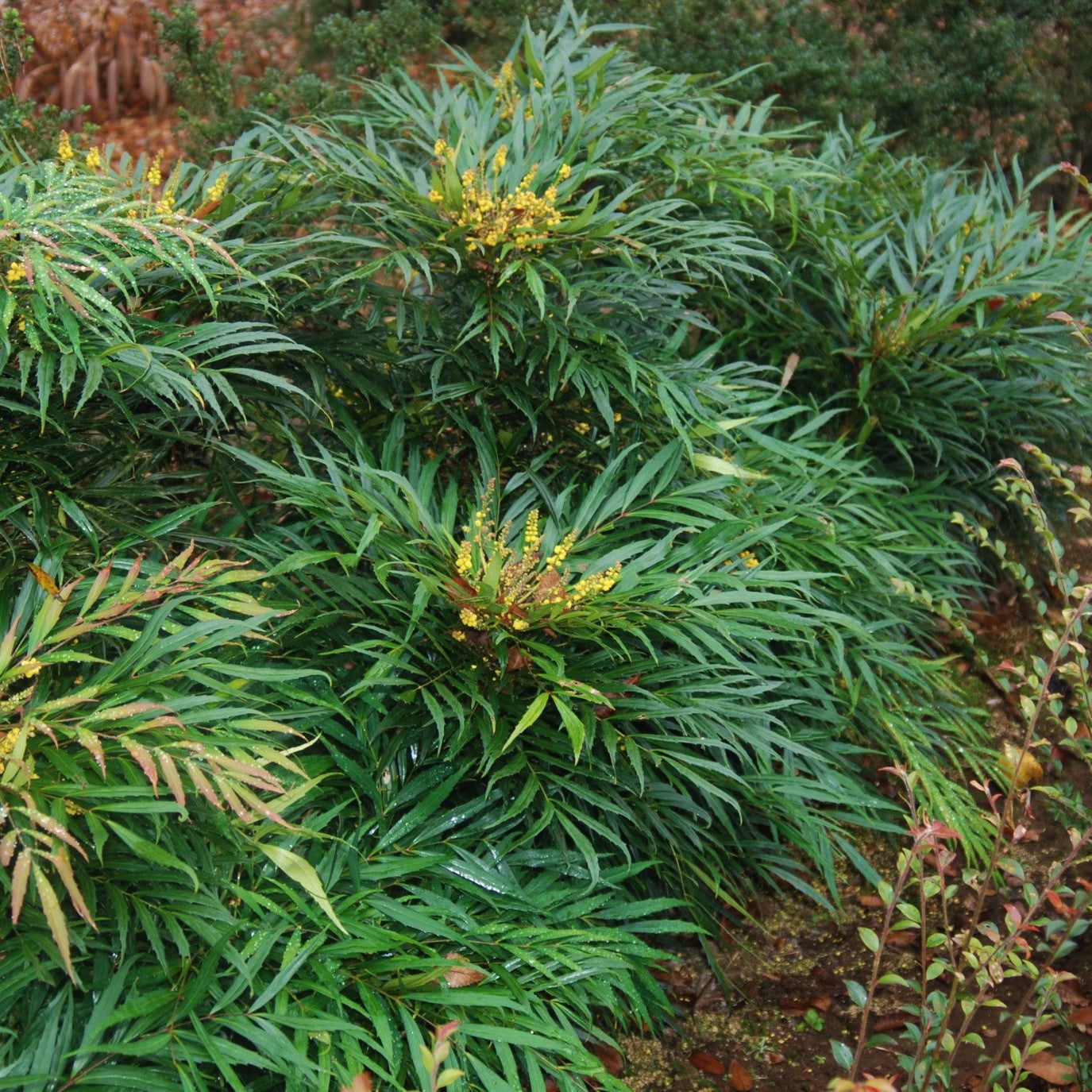 Narihira Mahonia