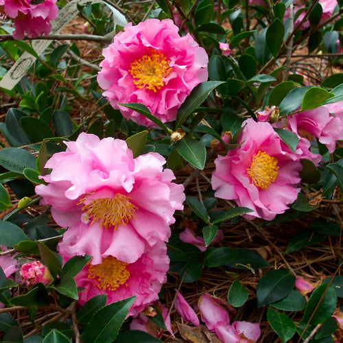 October Magic® Carpet™ Camellia