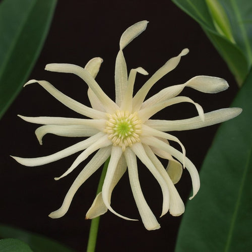 Star Flower Orion Illicium Anise