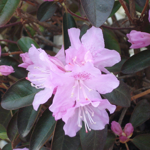 PJM Pink Delight Rhododendron