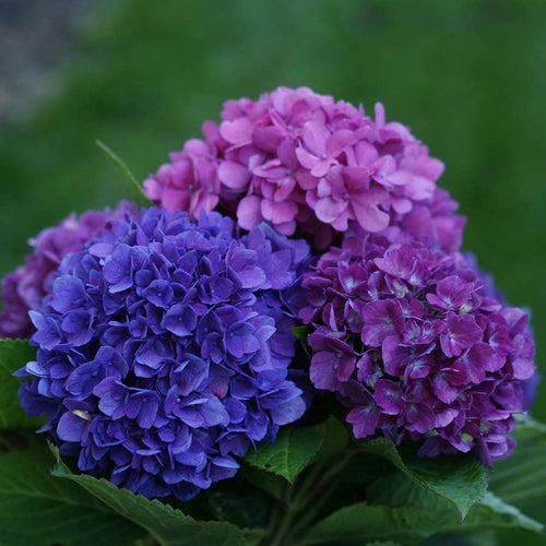 Wee Bit Grumpy® Hydrangea