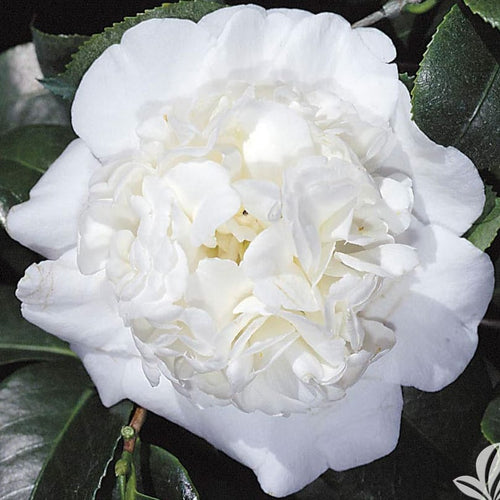 Snow Chan Camellia