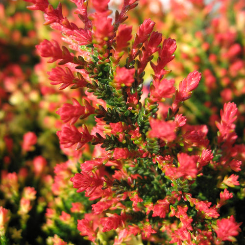 Spring Torch Heather