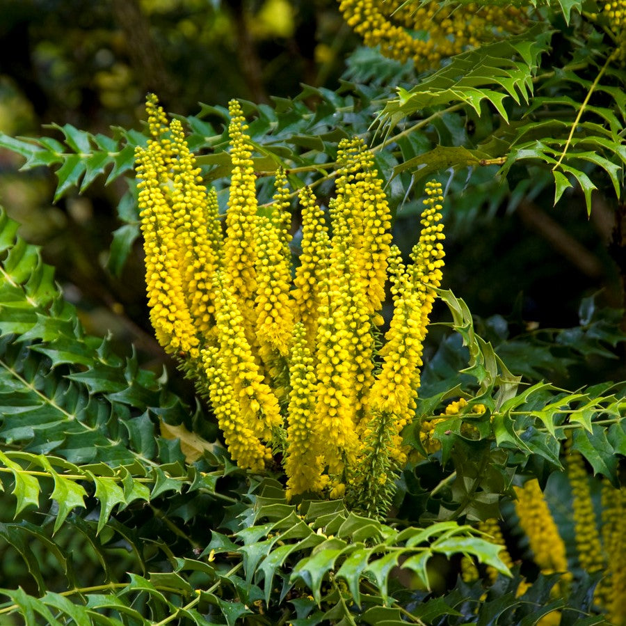 Oregon Grape Mahonia "Underway"