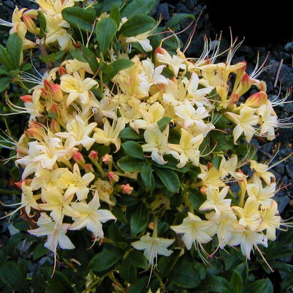 Weston's Lemon Drop Deciduous Azalea