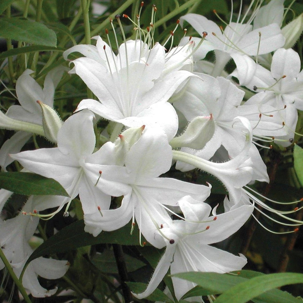 Weston's Innocence Deciduous Azalea