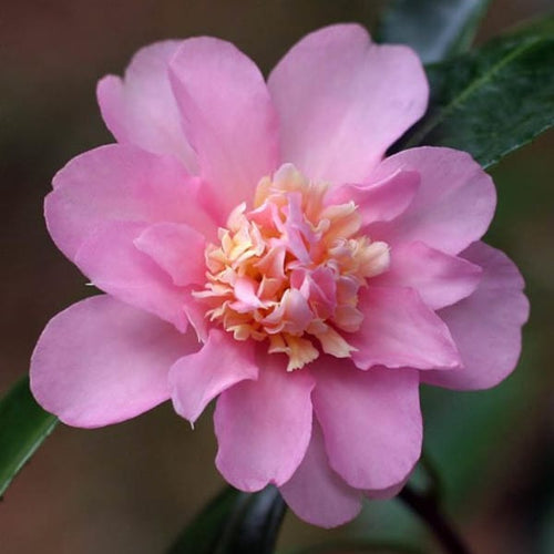 Winter's Interlude Camellia