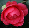 April Rose Camellia