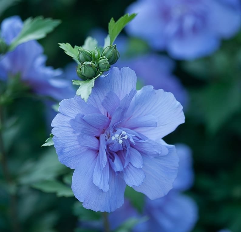 Blue Chiffon® Hibiscus 'Rose of Sharon'