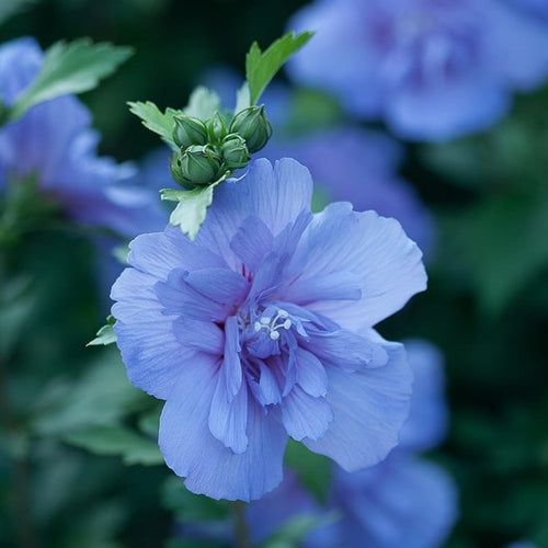 Blue Chiffon® Hibiscus 'Rose of Sharon'