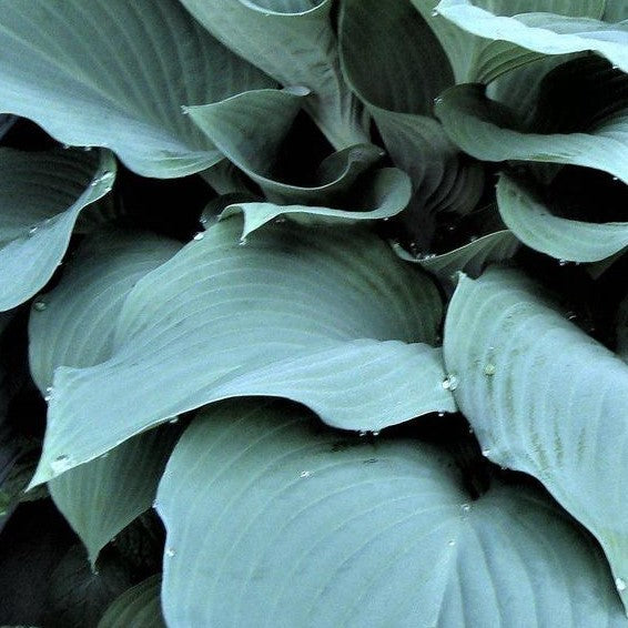 Blue Angel Hosta