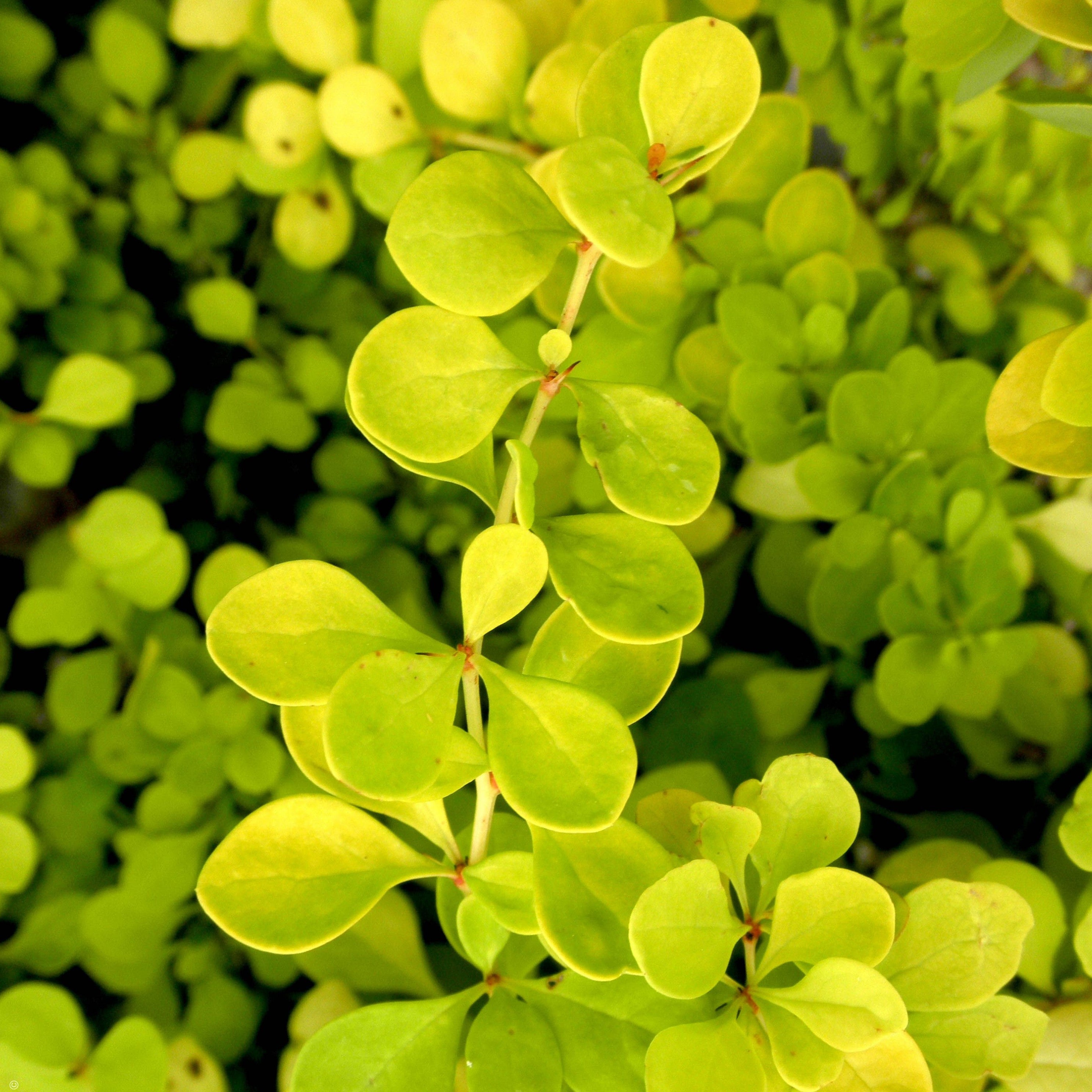 Bonanza Gold Barberry