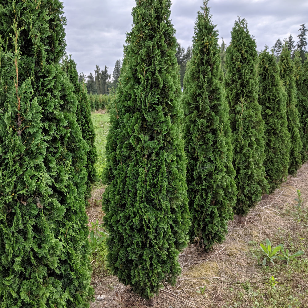 DeGroots Spire Arborvitae