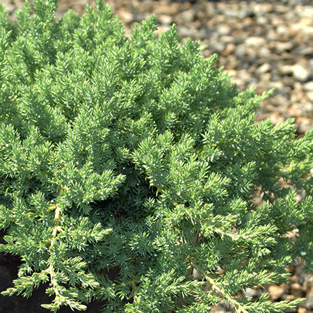 Procumbens Nana Juniper